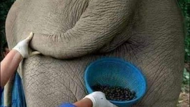 صورة القهوة من روث الفيلة ب1100 دولار الكيلو